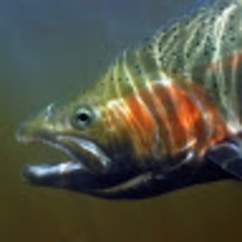 Meet your Posher, Kristen